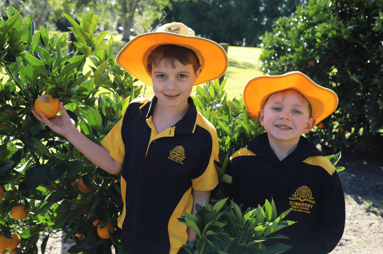two students picking oranges of a tree